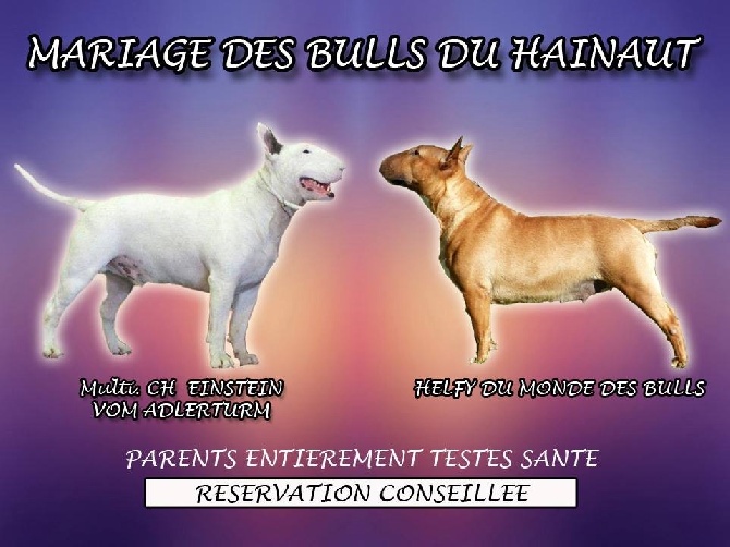 Des Bulls Du Hainaut - Confirmation de gestation pour Helfy du monde des Bulls