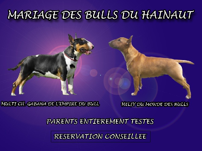 Des Bulls Du Hainaut - MARIAGE EFFECTUE LE 21 AVRIL