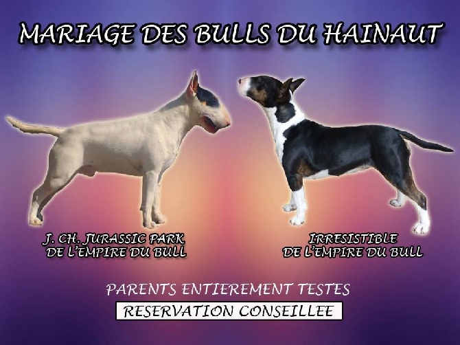 Des Bulls Du Hainaut - Gestation Confirmée pour Irrésistible de l'Empire du Bull