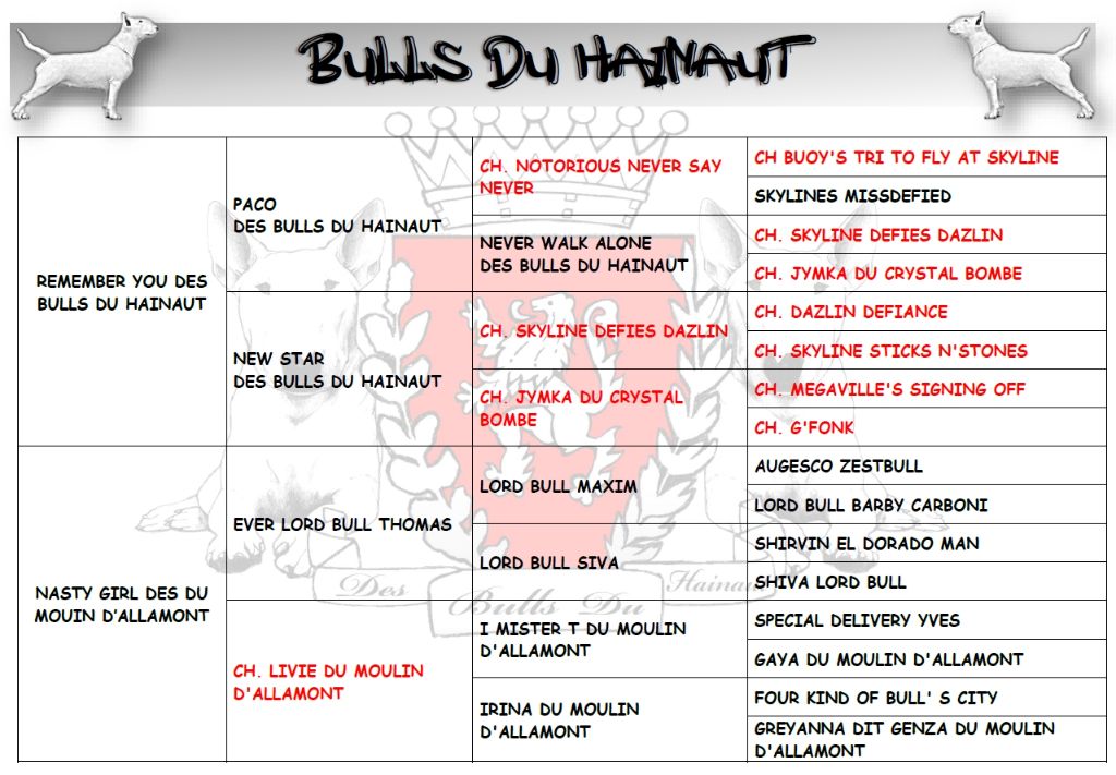 Des Bulls Du Hainaut - CONFIRMATION GESTATION NINA
