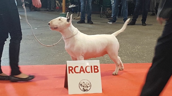 Des Bulls Du Hainaut - EXPOSITION METZ 2016