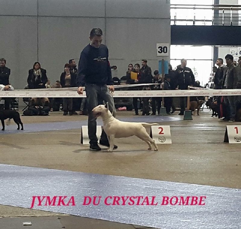 CH. Jymka du Crystal Bombe