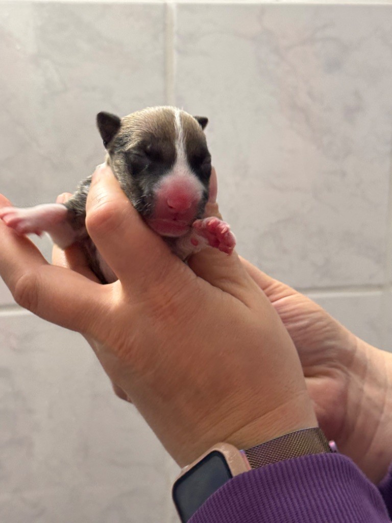 Des Bulls Du Hainaut - Chiot disponible  - Bull Terrier