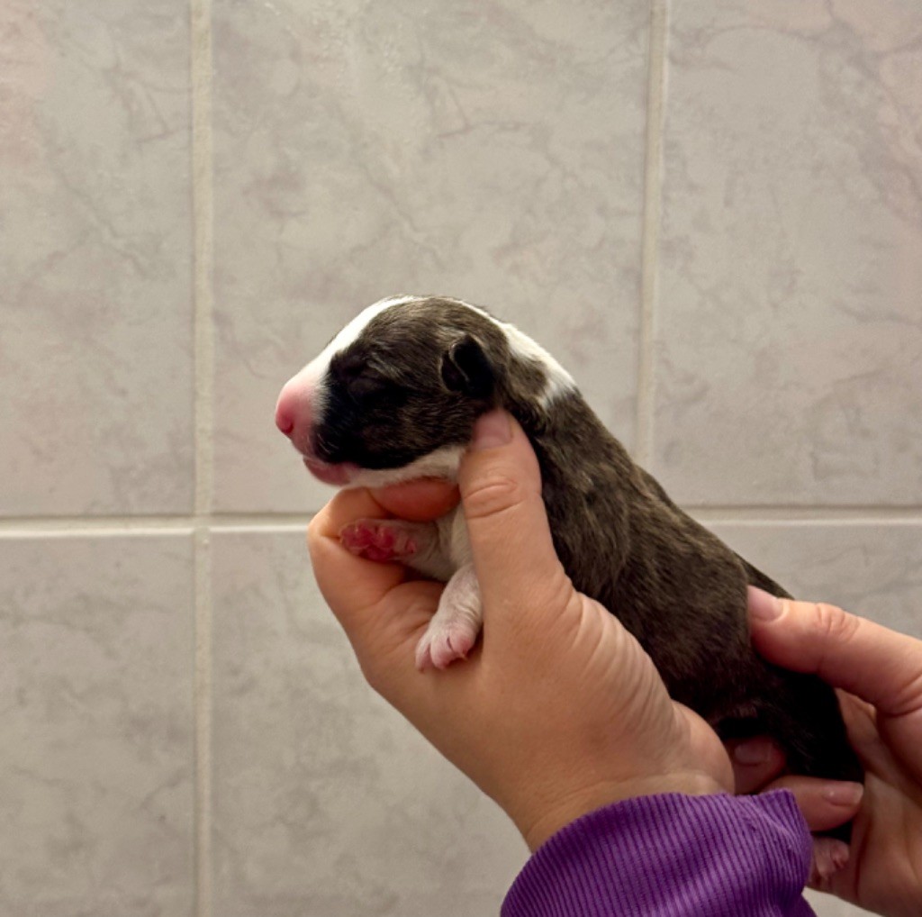 Des Bulls Du Hainaut - Chiot disponible  - Bull Terrier