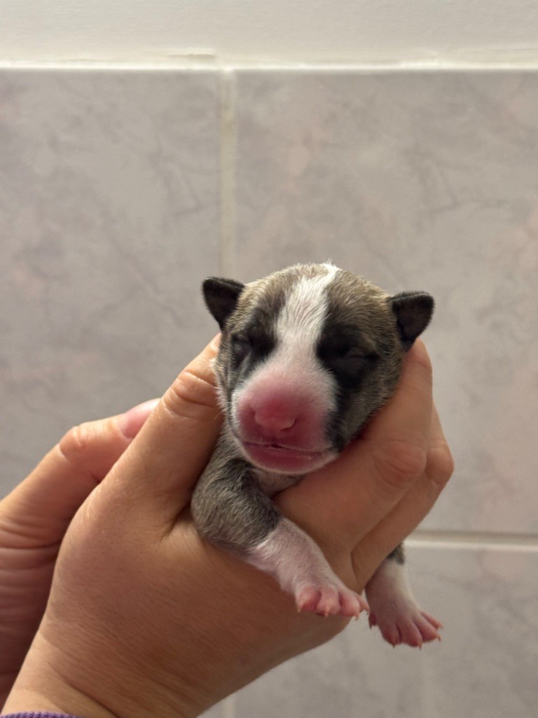 Des Bulls Du Hainaut - Chiot disponible  - Bull Terrier