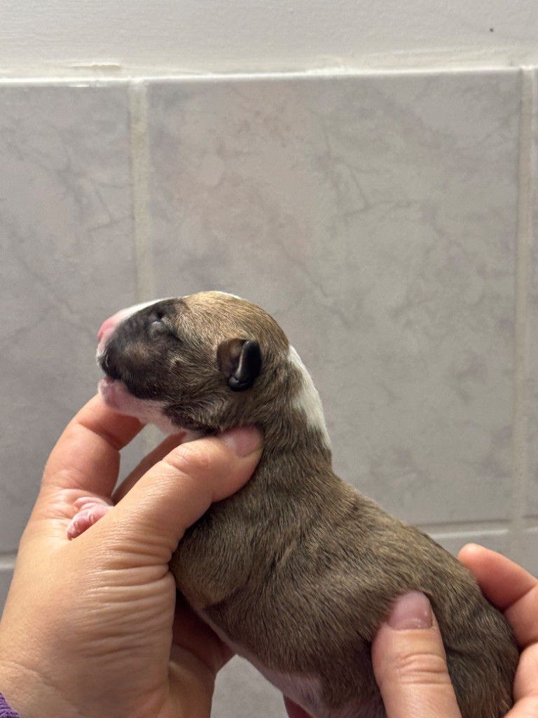 Des Bulls Du Hainaut - Chiot disponible  - Bull Terrier