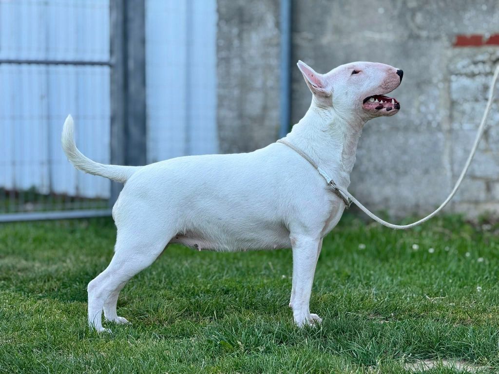 rasels bull Ruth