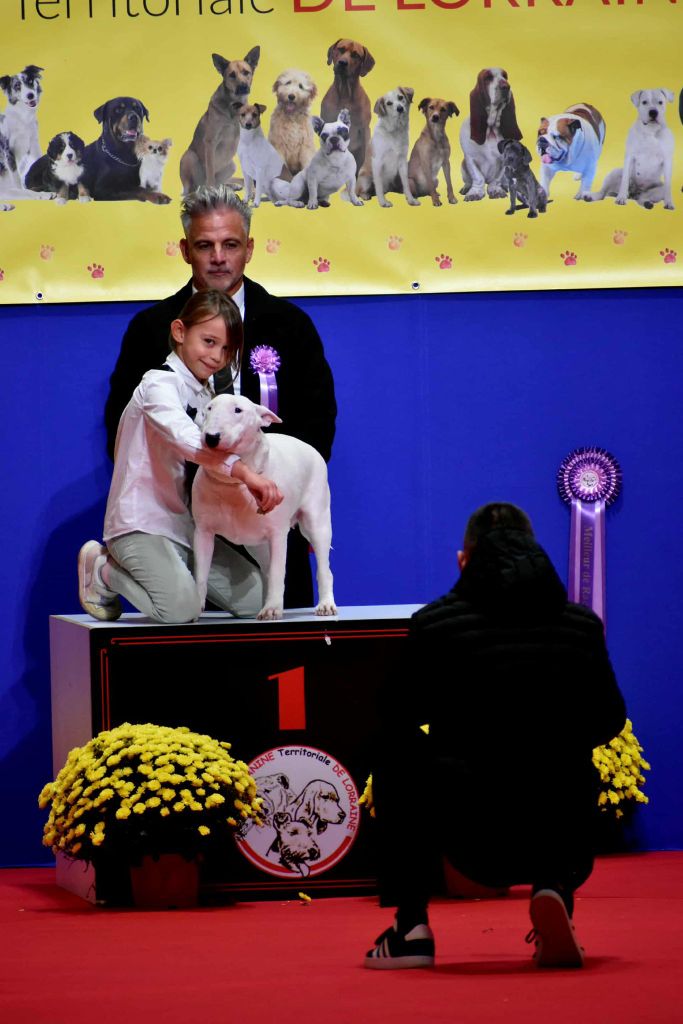 Des Bulls Du Hainaut - junior handling poitiers 2025