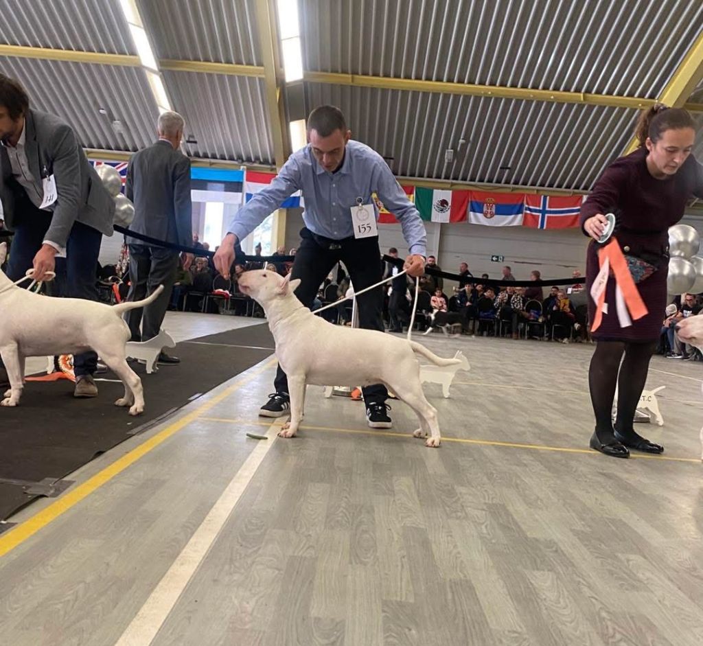 Des Bulls Du Hainaut - International Week End 2025 au Pays bas