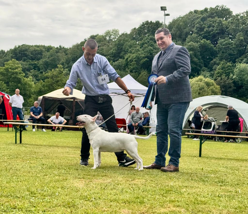 Des Bulls Du Hainaut -  35th Terrier Show Grand-Duché de Luxembourg