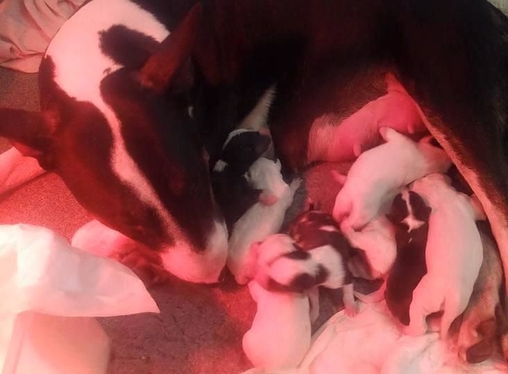 Chiot Bull Terrier Des Bulls Du Hainaut
