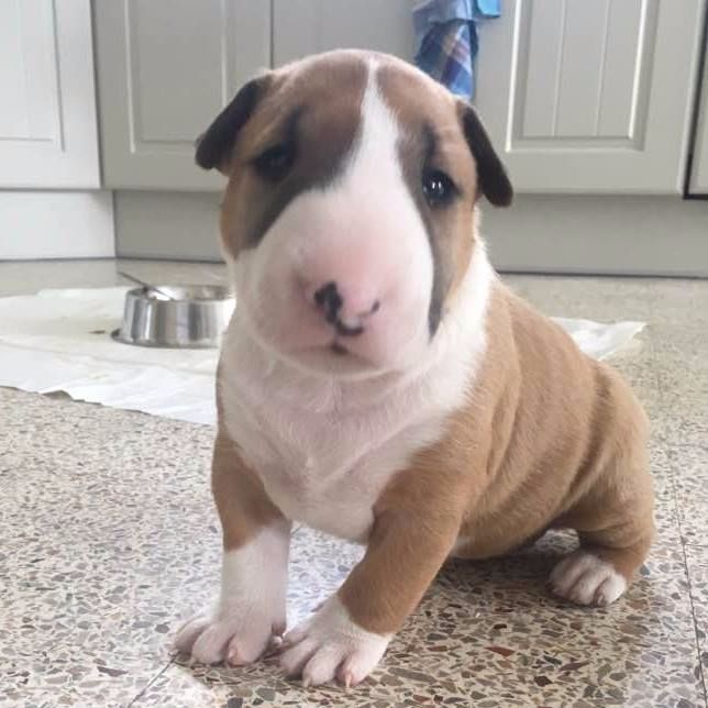 Chiot Bull Terrier Des Bulls Du Hainaut