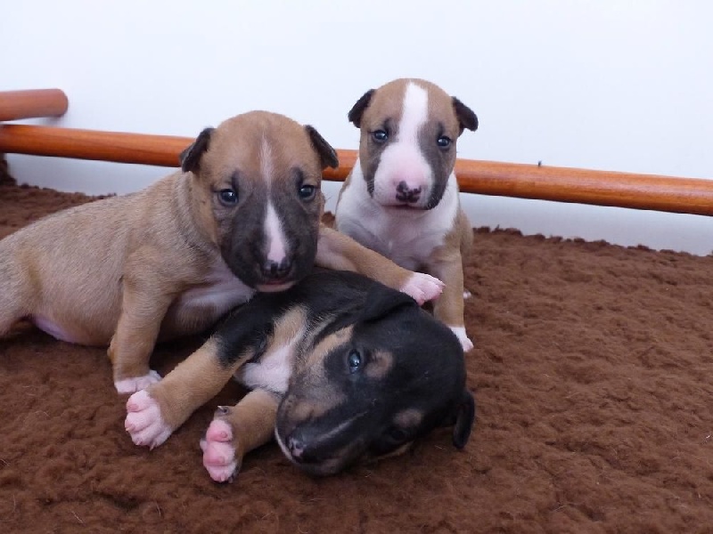 Chiot Bull Terrier Des Bulls Du Hainaut
