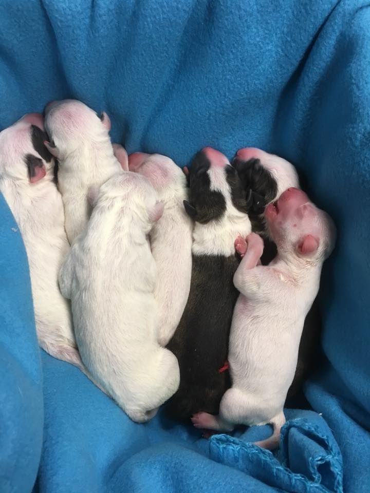 Chiot Bull Terrier Des Bulls Du Hainaut